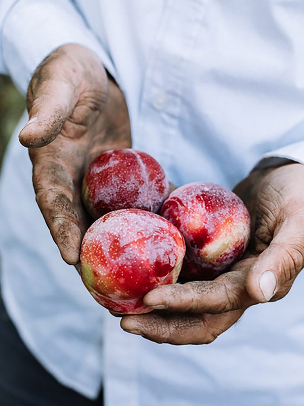a hand holding local fruits at Goulburn Valley