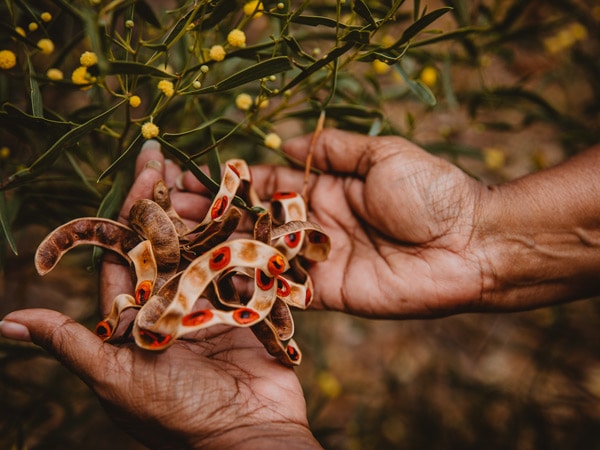 a hand holding seeds, Dabungool Cultural Experiences
