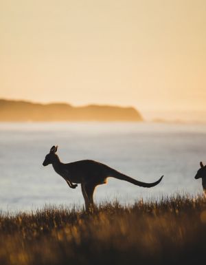 The top 9 emerging sustainable experiences in Australia