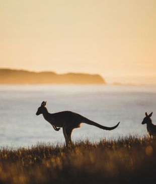 <p><i>The top 9 emerging sustainable experiences</i> in <strong>Australia</strong></p>
