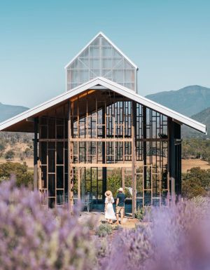 a lavender farm at Kooroomba Estate