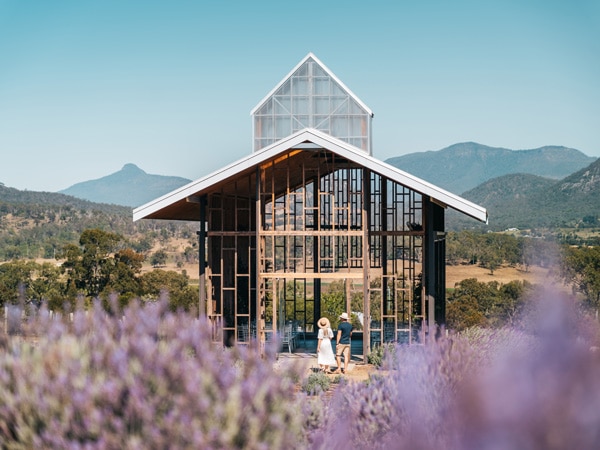 a lavender farm at Kooroomba Estate