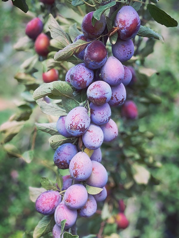 Naturally Dried Prunes