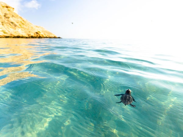 Turtle in the waters off Dirk Hartog Island, WA