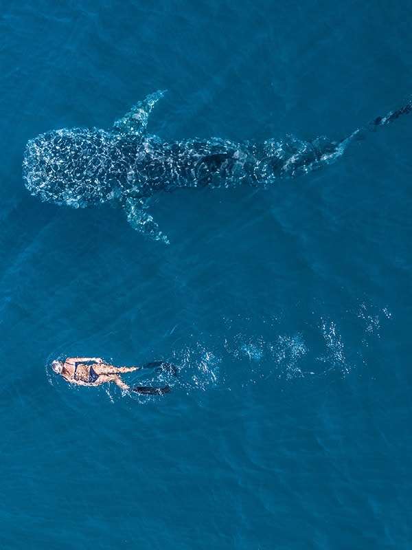 Swim with whale sharks, Ningaloo Reef