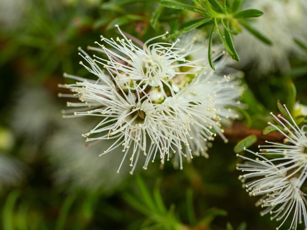 a close-up photo of Kunzea plant