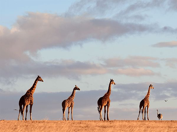 Montaro Safari Park giraffes