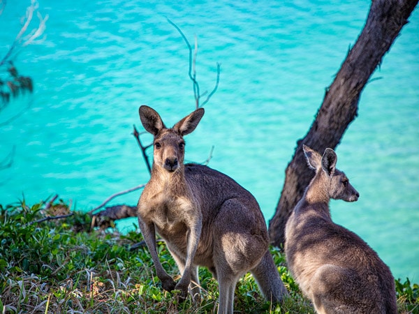 Kangaroos on North Stradbroke Island