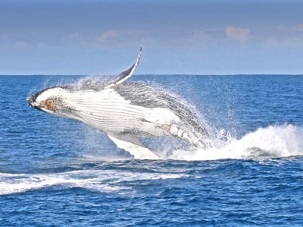 A whale breaching off the coast of Phillip Island in Victoria