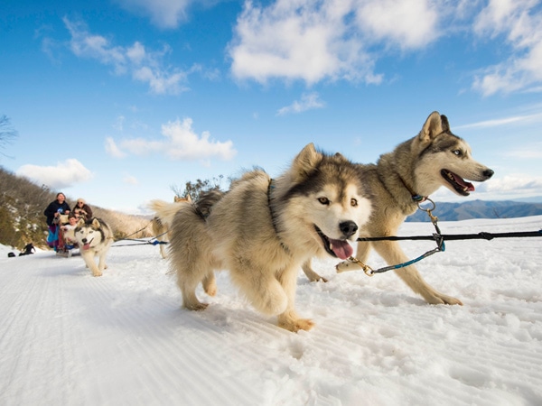 energetic huskies pulling a sled, Australian Sled Dog Tours