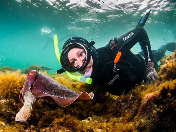 A snorkeller with a Giant Australian Cuttlefish, captured during Cuttlefest in South Australia