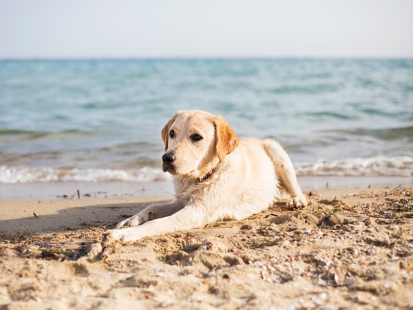 Labrador on Tomakin Beach