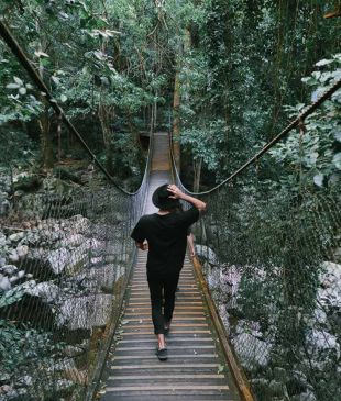 <p><i>Your guide to the stunning</i> <strong>Minnamurra</strong> Rainforest</p>
