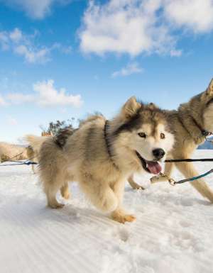 9 exciting ways to experience the snow in Australia