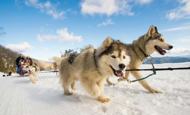 9 exciting ways to experience the snow in Australia