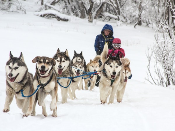 Huskies pulling sled at Howling Husky Sled Dog Tours in Mount Hotham