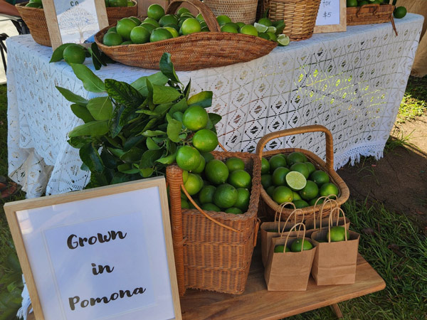 locally grown fruits at Pomona Country Markets