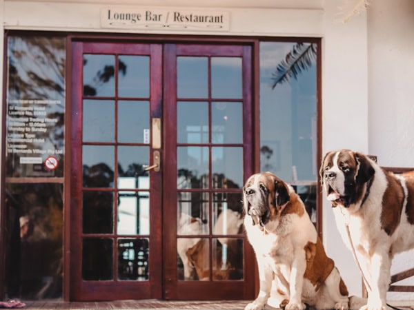 St Bernard dogs sitting out the front of St Bernard's pub in Queensland