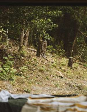 Unyoked Jojo window view