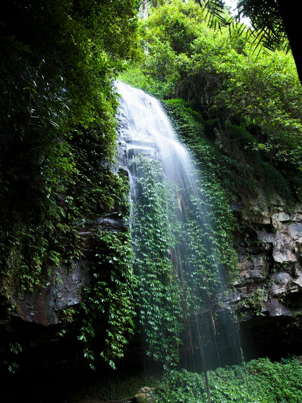 the scenic waterfall at Dorrigo National Park