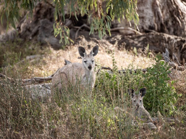 kangaroos in the former sheep station at South Australia, Arkaba