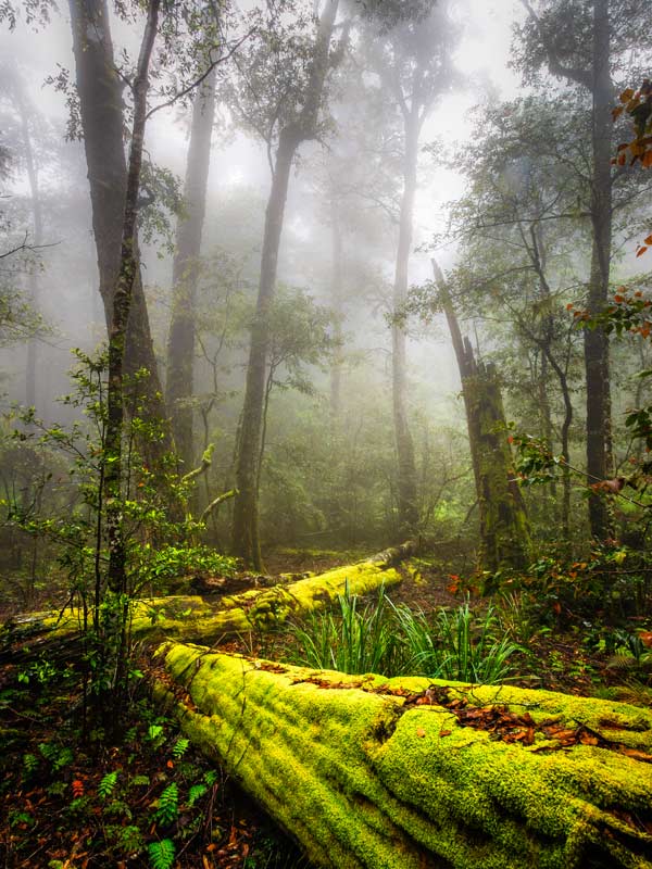 moss covered trees within Barrington Tops National Park, Barrington Coast