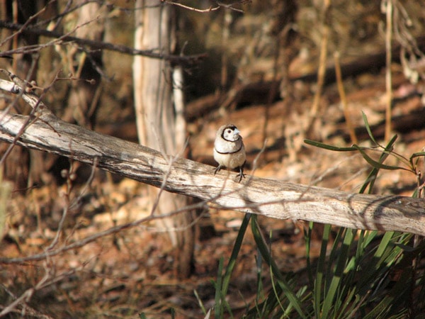a bird resting on a branch at Broome Bird Observatory