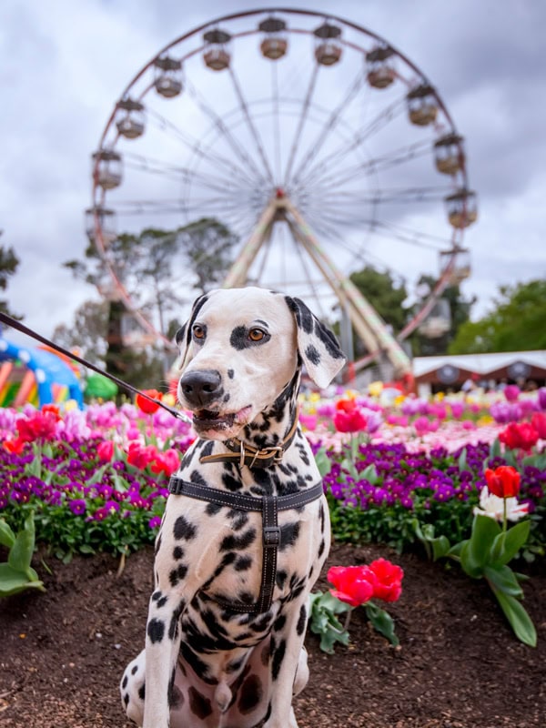 Dogs Day Out at Floriade, Canberra