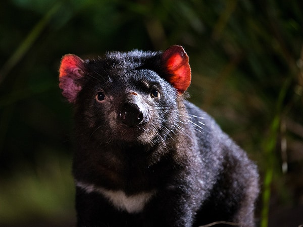 Tasmanian Devil, Bicheno