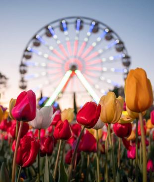 <p><i>An insider’s guide</i> to visiting Floriade 2024 in <strong>Canberra</strong></p>
