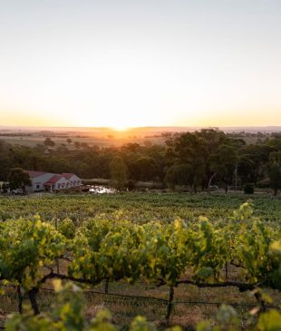 <p><i>6 must-visit wineries and distillery doors</i> in <strong>Bathurst</strong></p>
