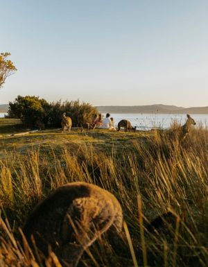a family sitting together with kangaroos facing the beach at NRMA Murramarang Beachfront Holiday Resort