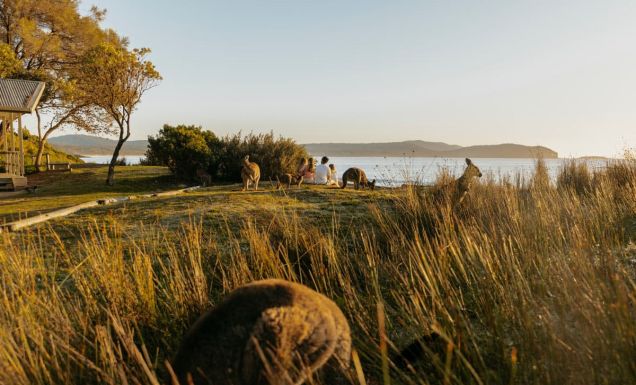 a family sitting together with kangaroos facing the beach at NRMA Murramarang Beachfront Holiday Resort