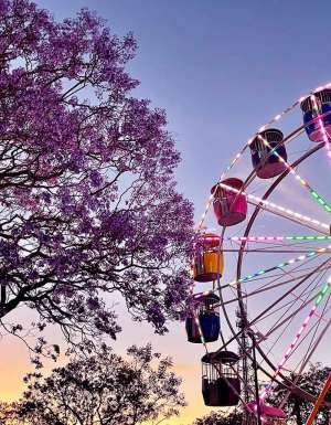 Jacaranda trees with a ferris wheel