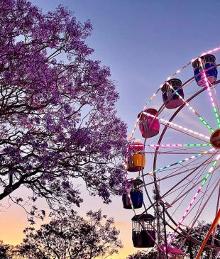 <p><i>How to celebrate</i> 90 years of <strong>Grafton’s</strong> Jacaranda Festival</p>
