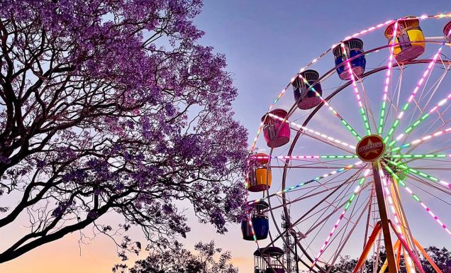 Jacaranda trees with a ferris wheel
