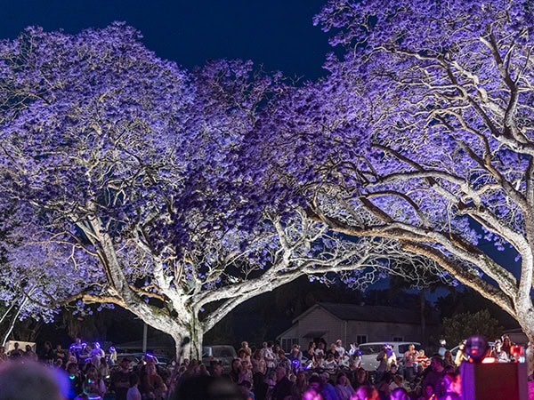 Jacaranda trees illuminated at night