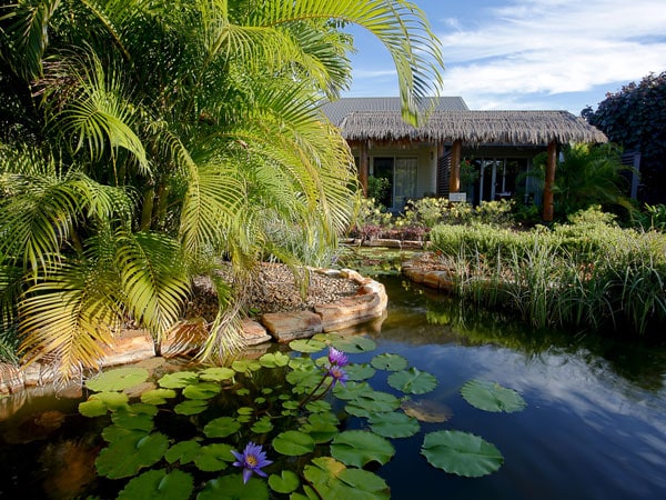 a pond where water lilies grow, Mantra Frangipani Broome