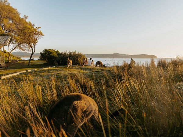 a family sitting together with kangaroos facing the beach at NRMA Murramarang Beachfront Holiday Resort