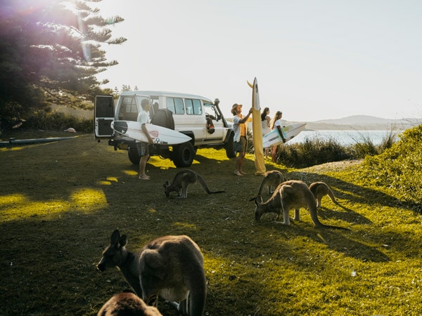 a group of friends getting ready to surf with kangaroos surrounding them at NRMA Murramarang Beachfront Holiday Resort