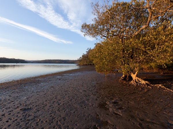 a peaceful riverside campsite at Red Gum Campground, Batemans Bay