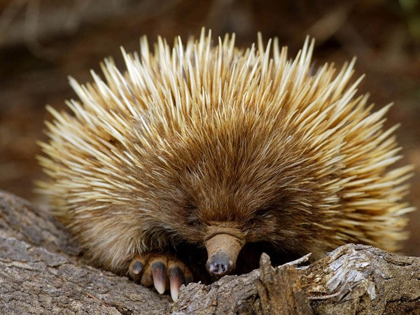 a close-up photo of an Echidna, South Australia, Arkaba