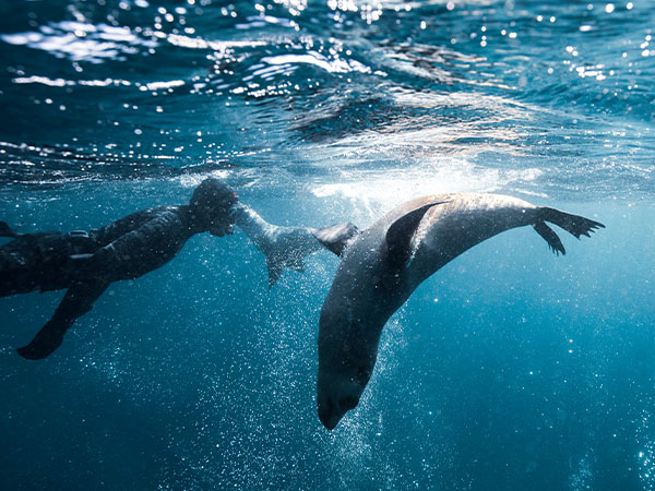swim with seals