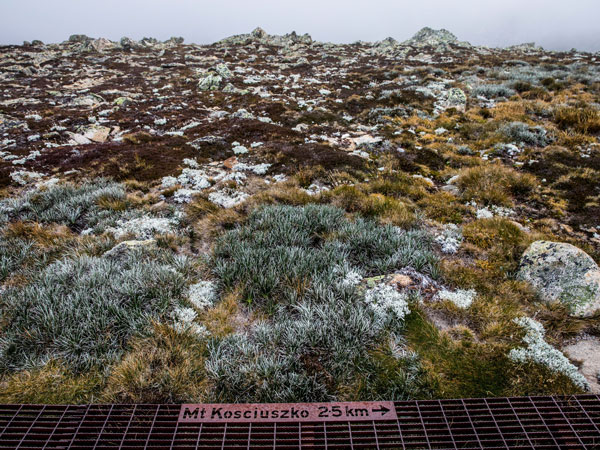 frost over the vegetation along the Mount Kosciuszko Summit walk