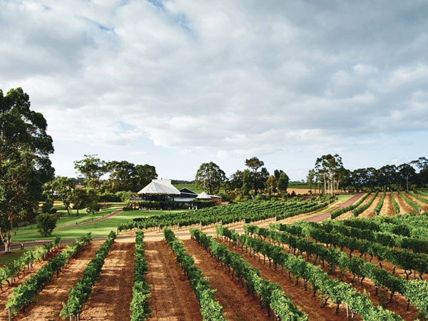 the scenic vineyards of Vasse Felix