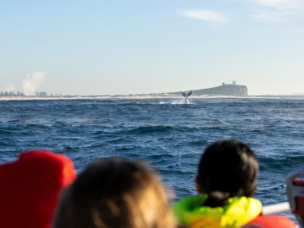 Coast XP whale watching in Newcastle, NSW