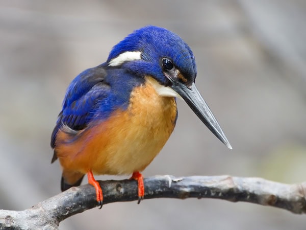 Azure Kingfisher in Kakadu National Park