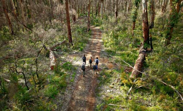 Towering karri and marri trees of Boranup Forest.
