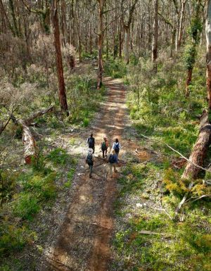 Towering karri and marri trees of Boranup Forest.