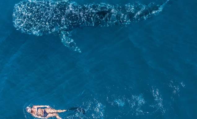 Woman snorkels alongside a whale shark in Ningaloo WA